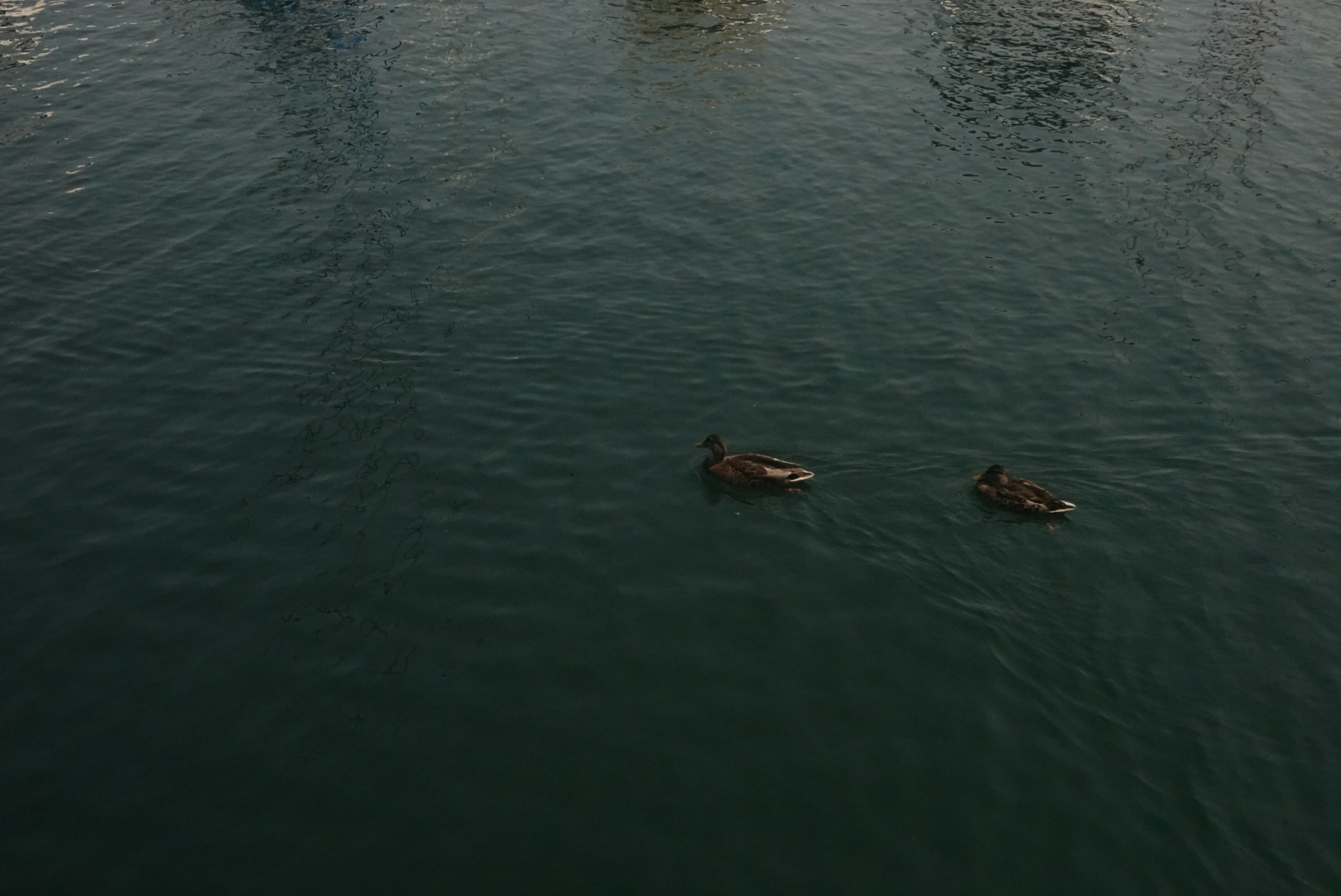 Two ducks swimming across the water at Montrose Moonrise Vista Point